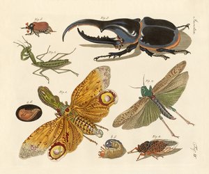 Konstiga insekter