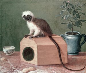 Carl Linnés favoritapa (1707-78)