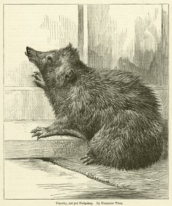 Timothy, vårt husdjur Hedgehog