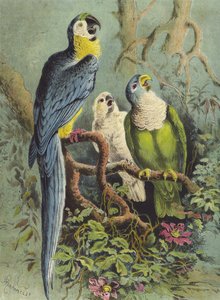 Papegojor (chromolitho)