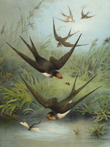 Svälja (chromolitho)