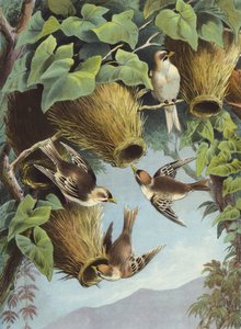 Weaver Bird (chromolitho)