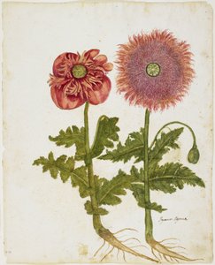 Vallmo (Papaver spp.) (wc & tempera på papper)