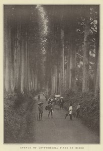 Avenue of Cryptomeria tallar vid Nikko
