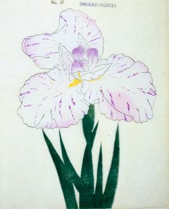 Shokko Nishiki, av. 48, 1898