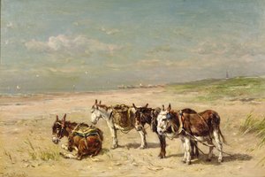Åsnor på stranden