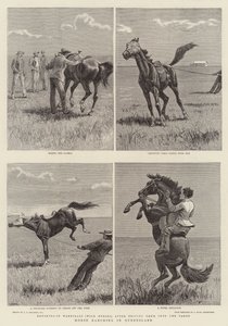 Horse Ranching i Queensland