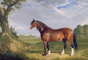 A Clydesdale Stallion, 1820 swed