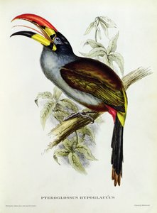 Pteroglossus Hypoglaucus från "Tropical Birds"