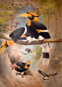 Konkav Hornbill-hjälm, 1861