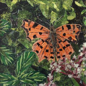Fladdrar - kommafjäril på Japonica
