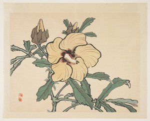 Blommande stockrosa