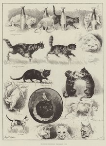 Professor Fredericks Performing Cats