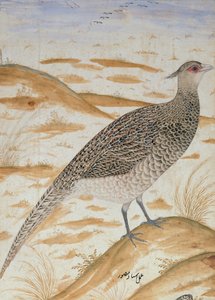 Himalayas hejarfasan, Jahangir-perioden, Mughal, ca 1620 (akvarell)