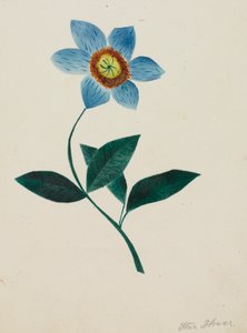 Stjärnblomma.