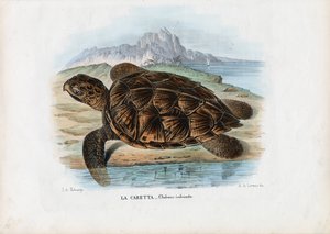 Hawksbill havssköldpadda, 1863-79