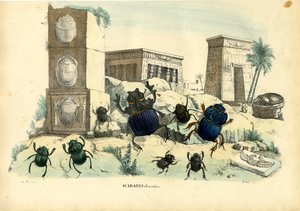 Scarab skalbaggar, 1863-79