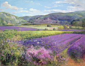 Lavendelfält i gamla Provence