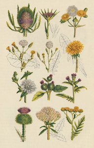 Sorter av brittiska vildblommor, 1947