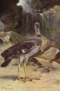 Crested Screamer