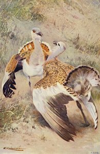 Stor bustard