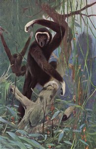 Vithändig Gibbon