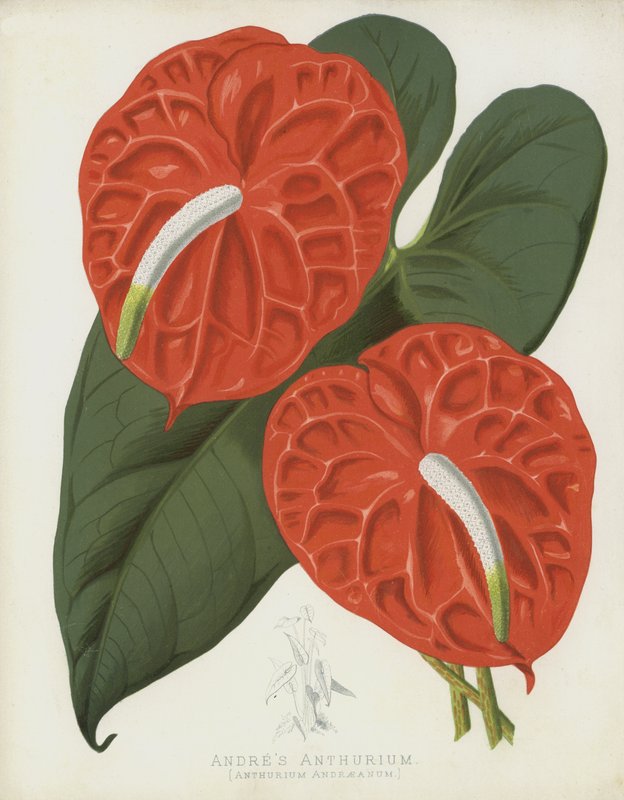Andres Anthurium, Anthurium Andraeanum av English School