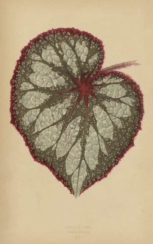 Begonia Rex, Variety Nebulosa av English School