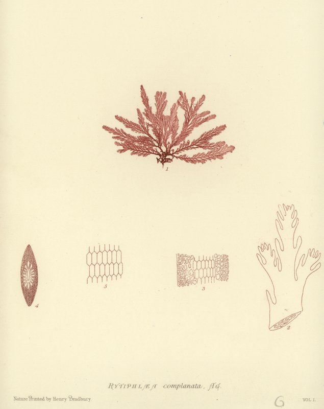British Sea-Weed (naturtryckt) av English School