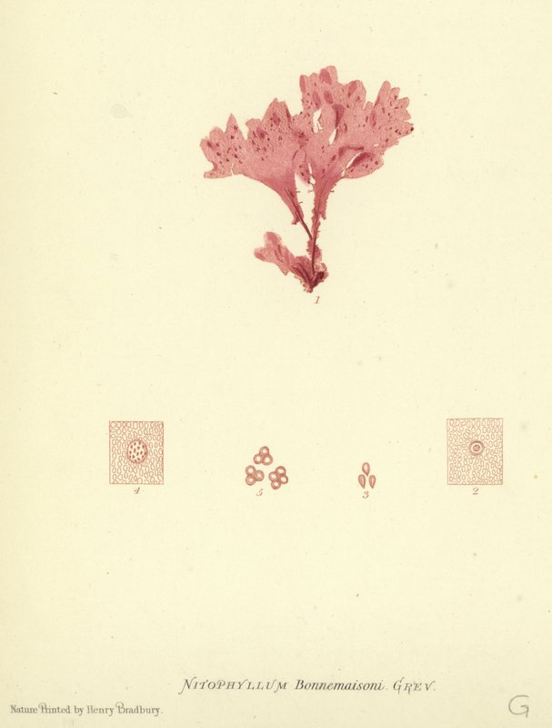 British Sea-Weed (naturtryckt) av English School