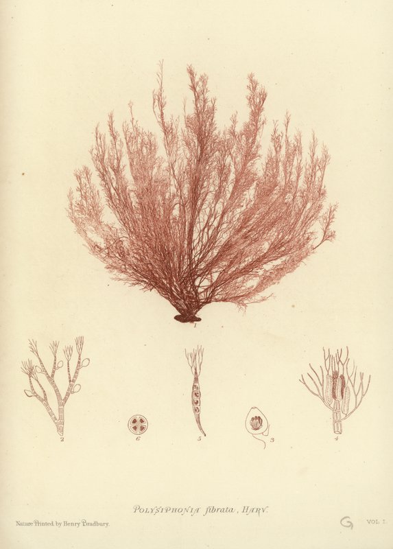 British Sea-Weed (naturtryckt) av English School