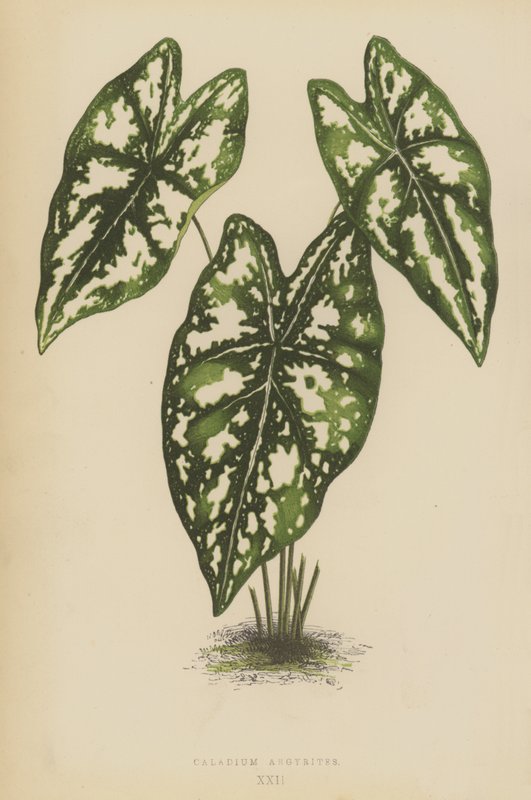 Caladium argyrit av English School