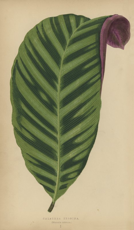 Calathea Zebrina, Maranta zebrina av English School