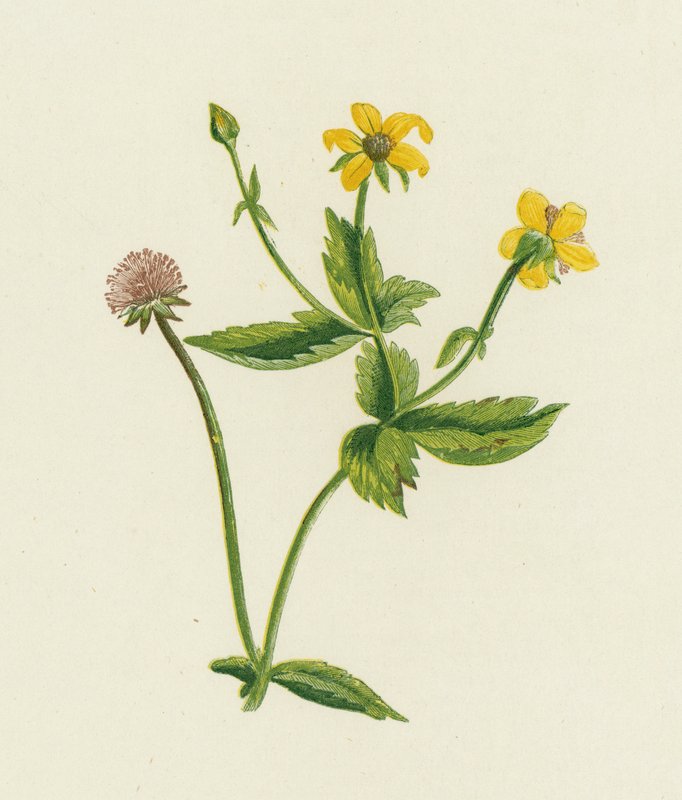 Common Avens, Geum Urban av English School