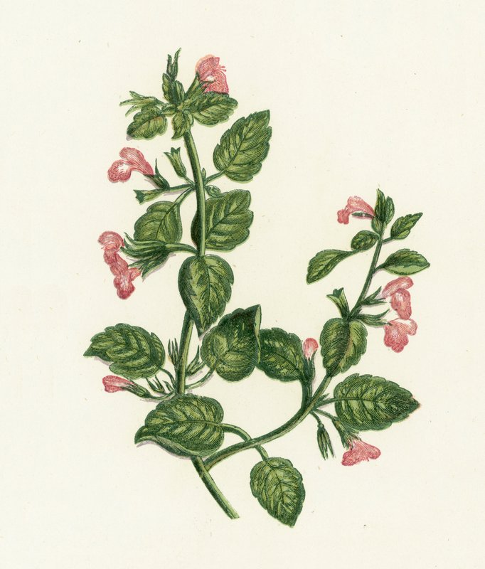 Vanlig kalamin, Calamintha Officinalis av English School
