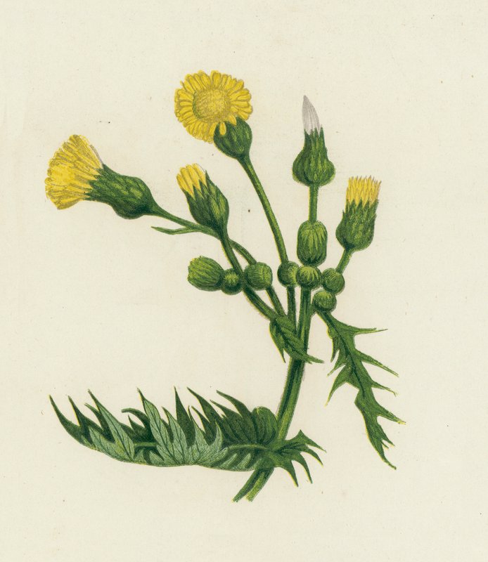 Vanlig såtistel, Sonchus Oleraceus av English School