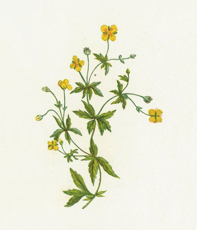 Vanlig Tormentil, Tormentilla Officinalis av English School