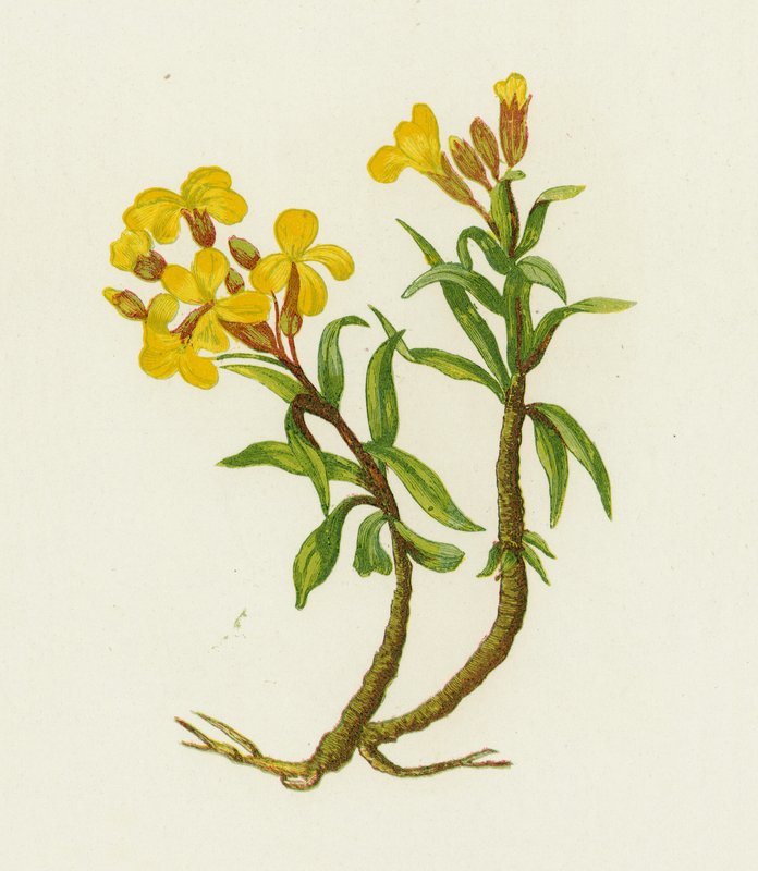 Vanlig väggblomma, Cheiranthus Cheiri av English School