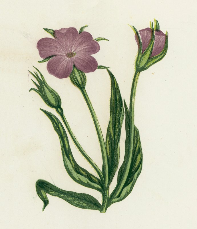 Corn-Cockle, Agrostemma Githago av English School