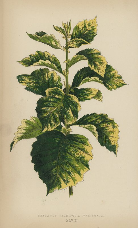 Crataegus Prunifolia Variegata av English School