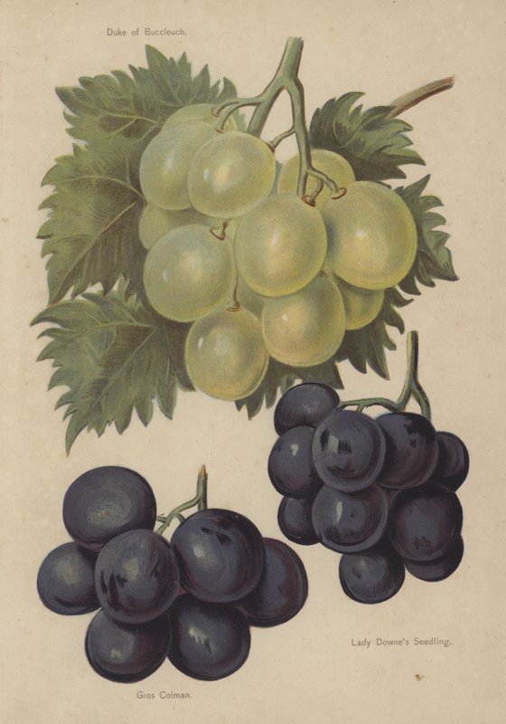 Duke of Buccleuch, Gros Colman, Lady Downes Seedling av English School