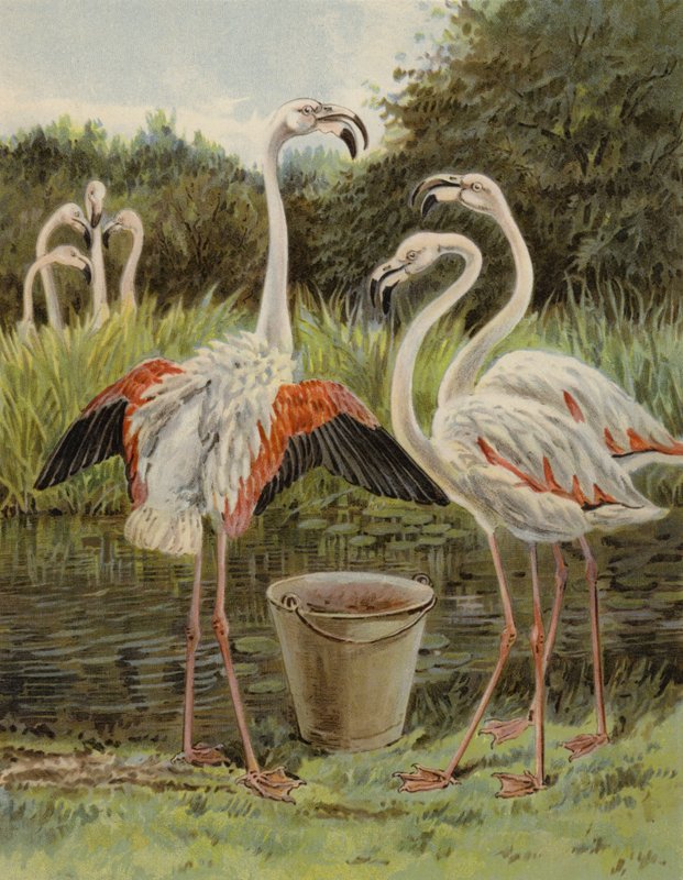 Flamingos matning av English School