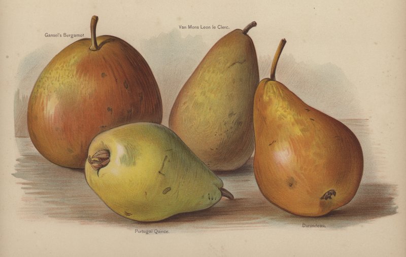 Gansels Bergamot, Van Mons Leon le Clerc, Portugal Quince, Durondeau av English School
