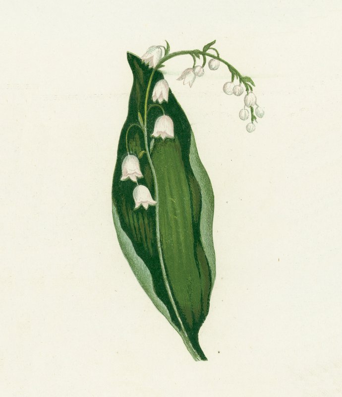 Liljekonvalj, Convallaria Majalis av English School