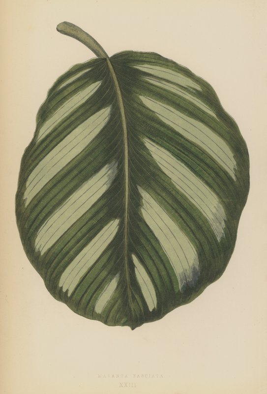 Vädret i Maranta Fasciata av English School