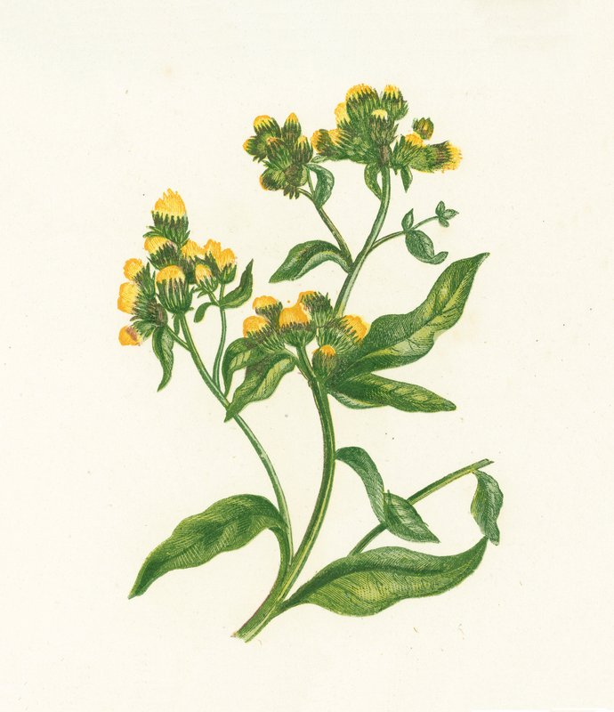 Ploughmans Spikenard, Inula Conyza av English School