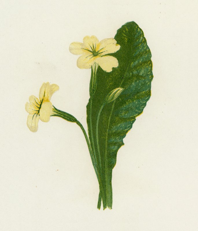 Primrose, Primula Vulgaris av English School