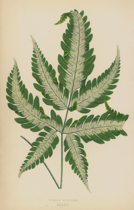 Pteris Argyraia av English School