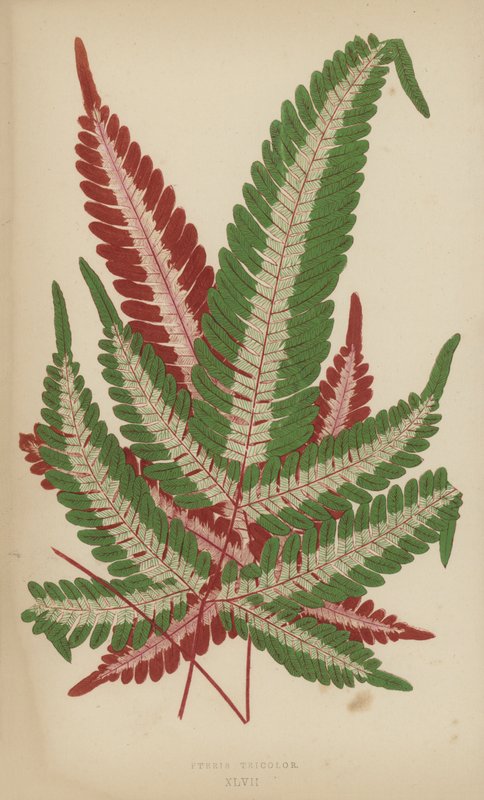 Pteris Tricolor av English School