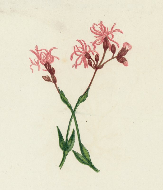 Ragged Robin, Lychnis Flos-Cuculi av English School